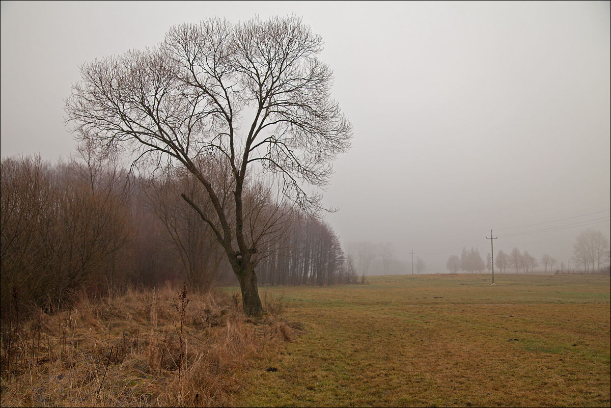 foggy view