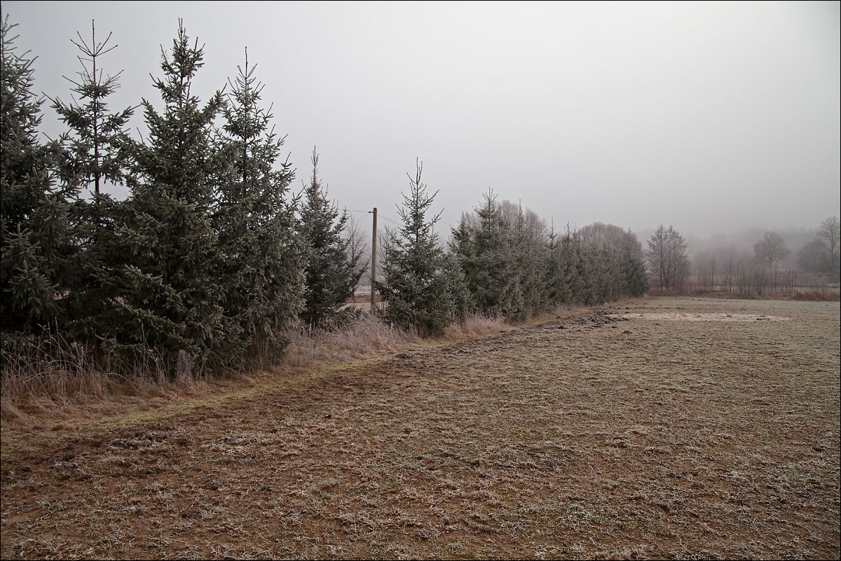 row of spruce trees