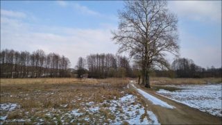 trees on meadow