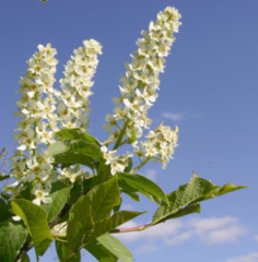 Bird Cherry or Hackberry (Prunus padus)