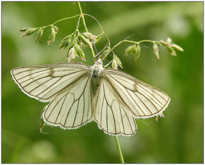 Black-veined Moth (Siona lineata)