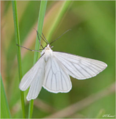 Black-veined Moth (Siona lineata)