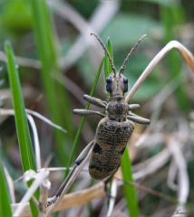 Blackspotted Pliers(Rhagium mordax)