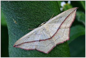 Blood-vein (Timandra comae)