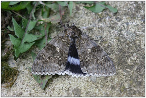 Blue Underwing (Catocala fraxini)