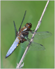 Broad-bodied Chaser- male( Libellula depressa)