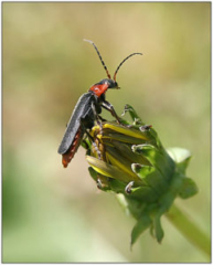 Cantharis fusca