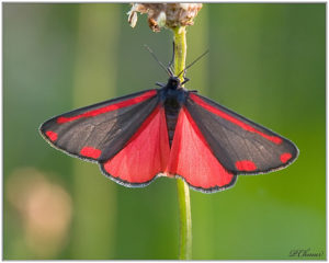 Cinnabar moth(Tyria jacobaeae)