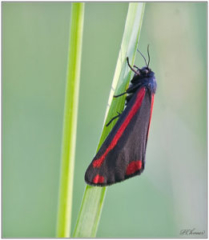 Cinnabar moths (Tyria jacobaeae)