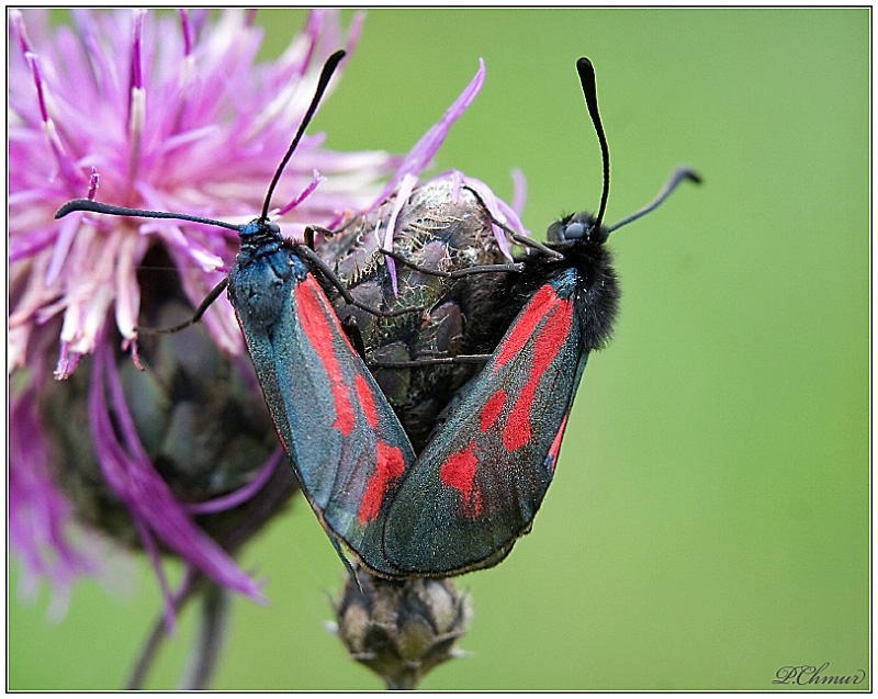 Cinnabar moths - mating  (Tyria jacobaeae)