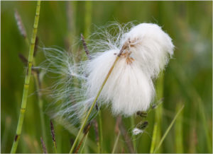 Common Cottongrass (Eriophorum angustifolium)