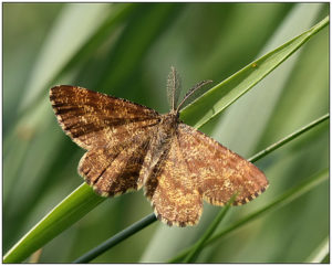 Common Heath (Ematurga atomaria)- male