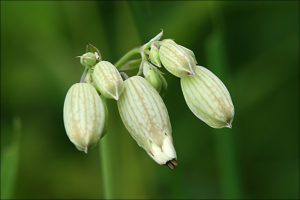 White campion (Silene latifolia)