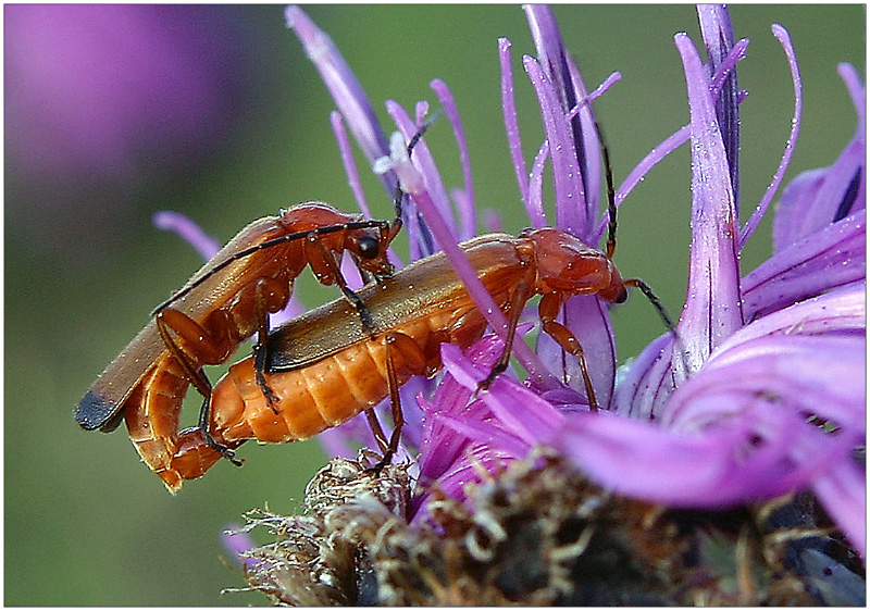 Common red soldier beetle (Rhagonycha fulva) - mating