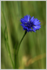 Cornflower (Centaurea cyanus)