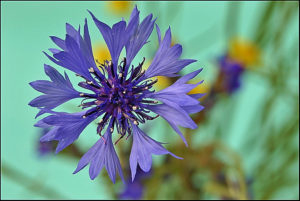 Cornflower