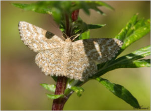 Eupithecia immundata