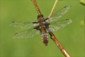 Broad-bodied Chaser- female ( Libellula depressa)