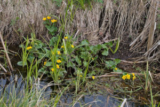 Marsh-marigold (Caltha palustris)