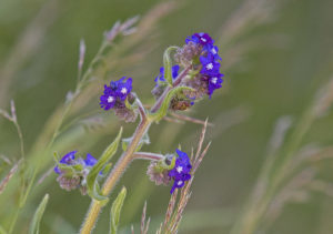 Starflower (Borago officinalis)