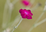 Sage (Salvia officinalis)