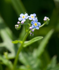 Forget-me-nots (Myosotis scorpioides)