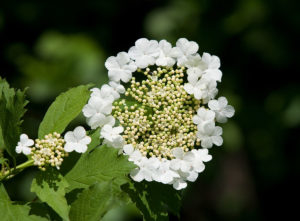 Guelder-rose (Viburnum opulus)