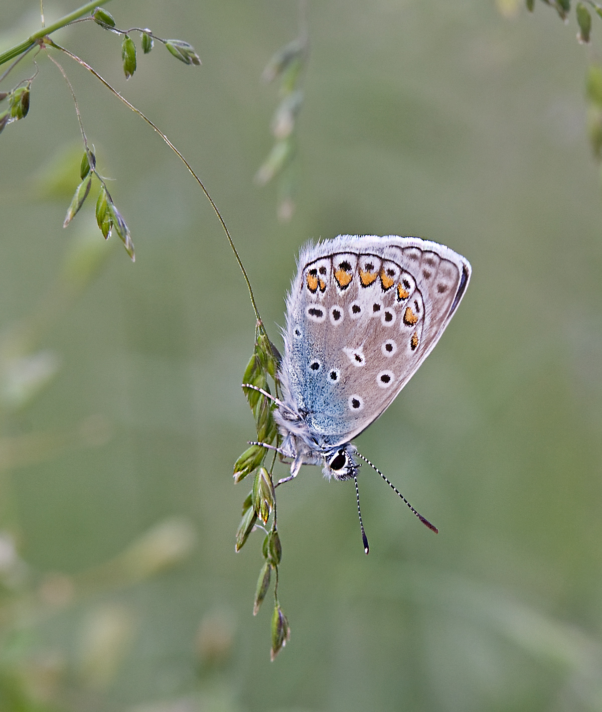 Common Blue (Polyommatus icarus)-female