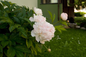 Common peony (Paeonia officinalis)