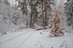 in the forest
