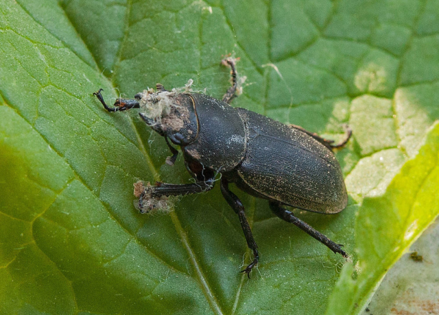 Lesser stag beetle (Dorcus parallelipipedus)