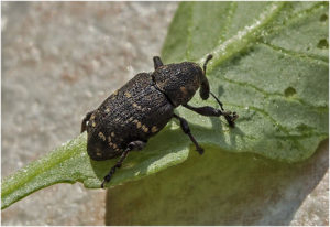 Large pine weevil (Hylobius abietis )