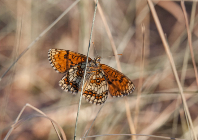 Glanville fritillary (Melitaea cinxia)