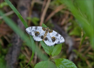 Clouded Magpie (Abraxas sylvata