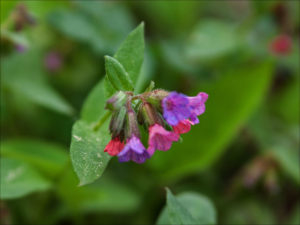 Pulmonaria obscura