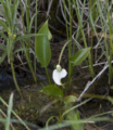 Bog arum (Calla palustris)
