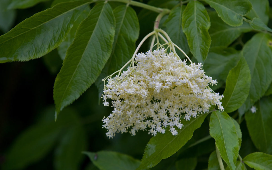 elderberry flower