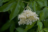 European elderberry (Sambucus nigra)