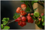 Japanese quince (Chaenomeles)
