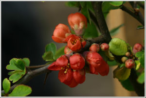 Japanese quince (Chaenomeles)