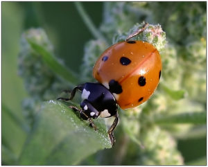 Ladybird (Coccinella magnifica)