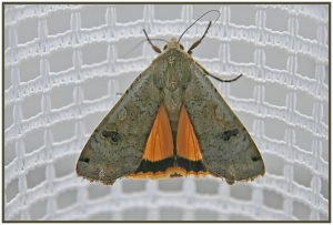 Large Yellow Underwing (Noctua pronuba)