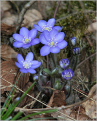 Liverwort (Anemone hepatica)