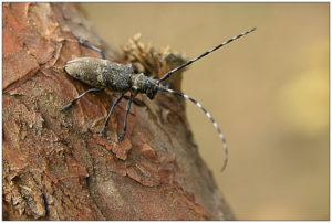 Monochamus galloprovincialis