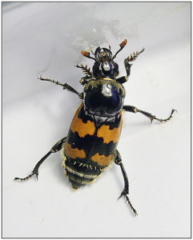 Nicrophorus vespillo