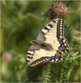 Old World Swallowtail(Papilio machaon)