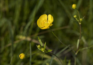 Goldilocks buttercup (Ranunculus auricomus)