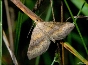 Shaded Broad-bar (Scotopteryx chenopodiata)