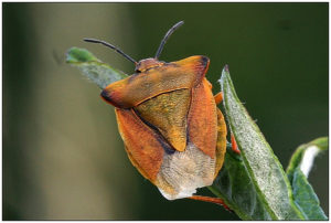 Shield Bug (Carpocoris fuscispinus)