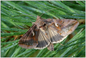 Silver Y (Autographa gamma)